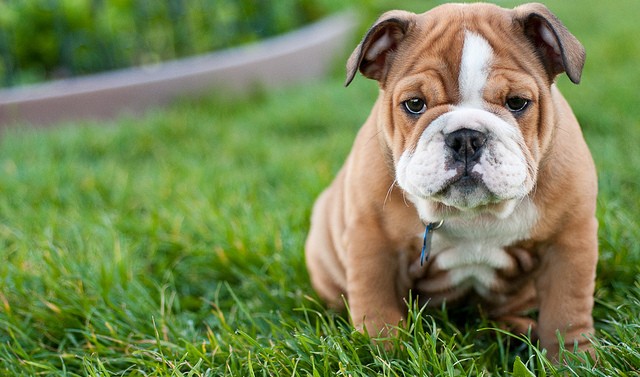 TrendMantra article108_2-640x377 10 Dog Breeds That ll Make You Say "Awww" 