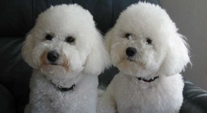TrendMantra article108_5-690x377 10 Dog Breeds That ll Make You Say "Awww" 
