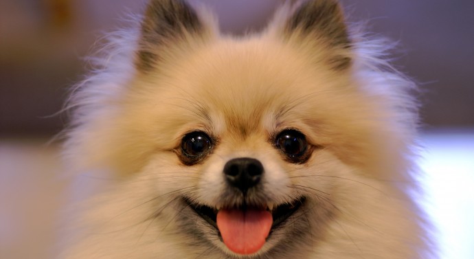 TrendMantra article108_6-690x377 10 Dog Breeds That ll Make You Say "Awww" 