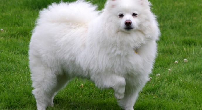 TrendMantra article108_8-690x377 10 Dog Breeds That ll Make You Say "Awww" 