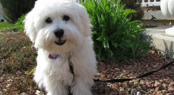 TrendMantra article108_9-690x377 10 Dog Breeds That ll Make You Say "Awww" 
