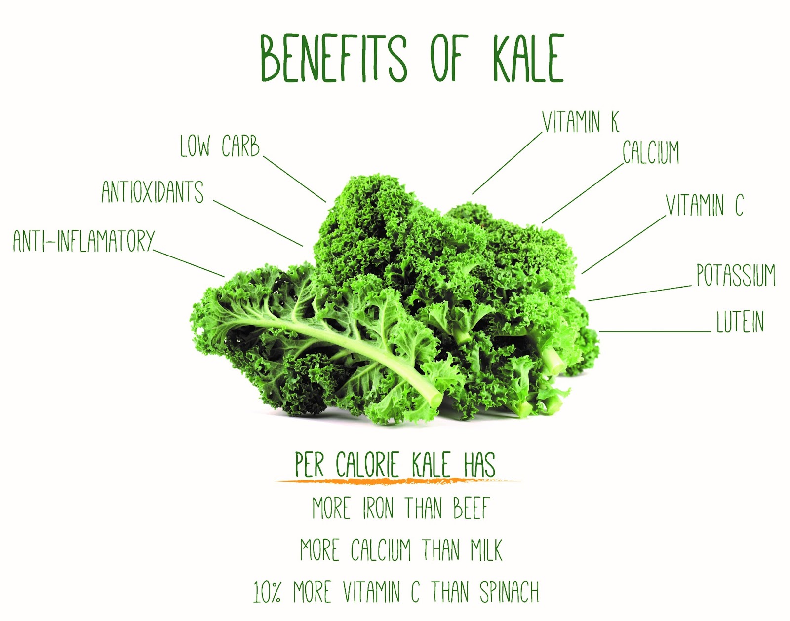 Why is "Kale" Considered One Of World's Healthiest Foods - TrendMantra