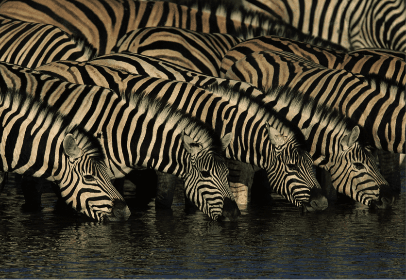 TrendMantra article_347_1 Can You Find What Is Hidden In This Pic Of Zebras? Look Closely. 