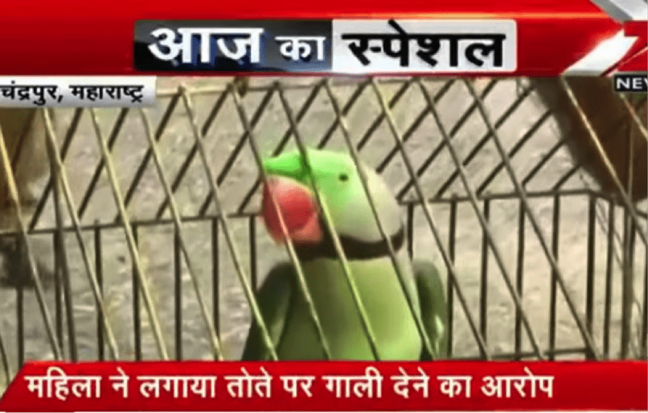 TrendMantra article_360_1 A Parrot Has Been Arrested By Police But Why? Read Here To Find Out 