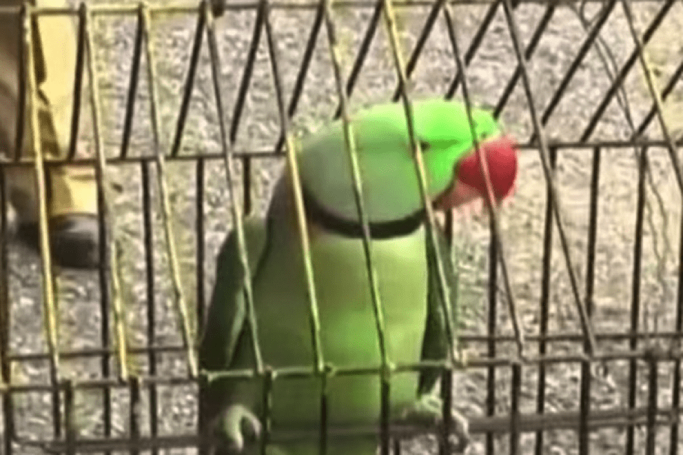 TrendMantra article_360_2 A Parrot Has Been Arrested By Police But Why? Read Here To Find Out 