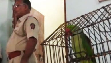 TrendMantra article_360_7-388x220 A Parrot Has Been Arrested By Police But Why? Read Here To Find Out 
