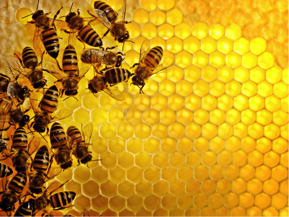 TrendMantra article_374_1 Bees Follow A Car For Days To Save Their Queen. What An Inspiring Story!! 