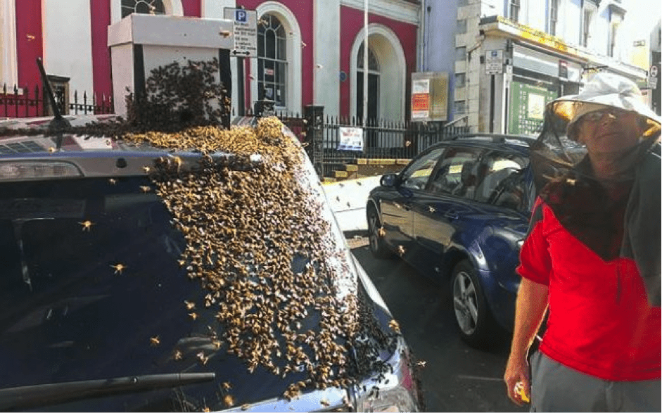 TrendMantra article_374_3 Bees Follow A Car For Days To Save Their Queen. What An Inspiring Story!! 