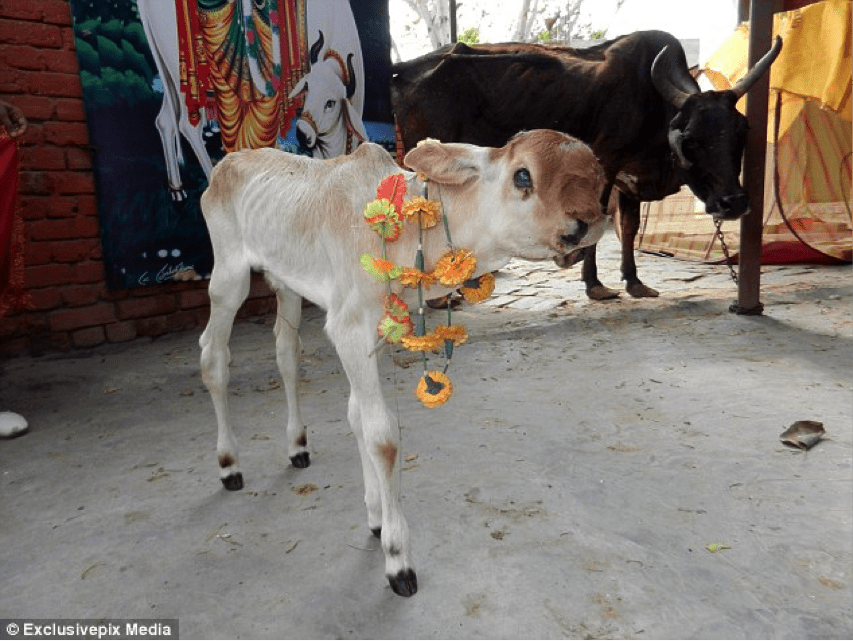 TrendMantra article_377_1 Say What? A Cow With 5 Mouths, Worshippers Are Confused! 