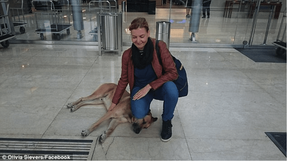 TrendMantra article_385_1 Moved By Unfaltering Affection Of Stray Dog, Flight Attendant Adopts Him For Life 