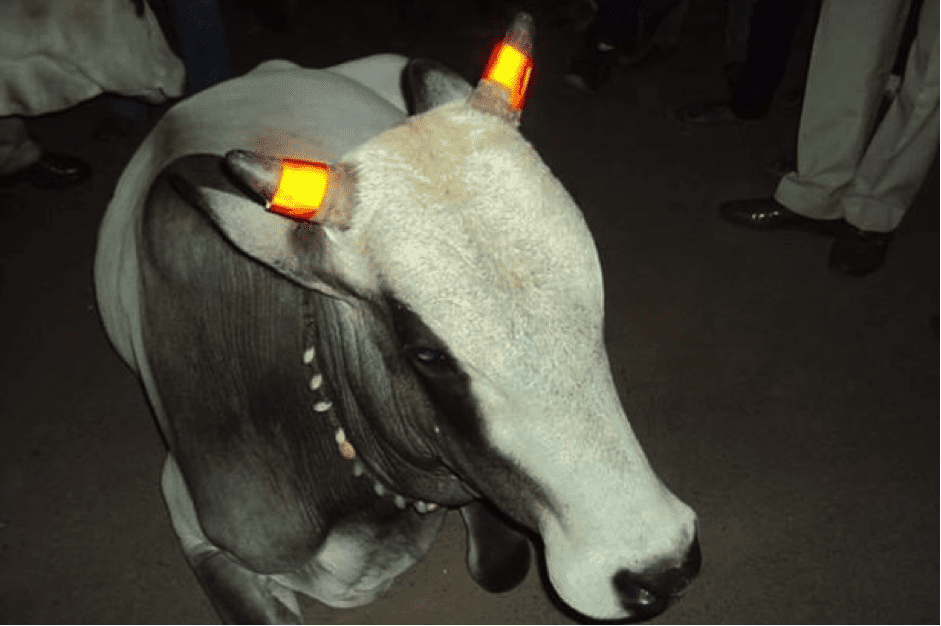 TrendMantra article_424_1 Horns of Indian Cows Will Hereafter Glow In The Dark 