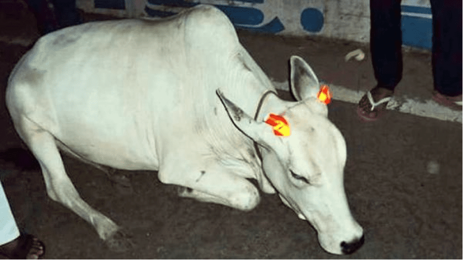 TrendMantra article_424_3 Horns of Indian Cows Will Hereafter Glow In The Dark 
