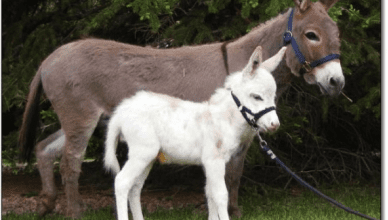 TrendMantra article_446_3-388x220 7 Weird Pets You Don’t Want To Be Greeted By! But People Still Have Them As Pets