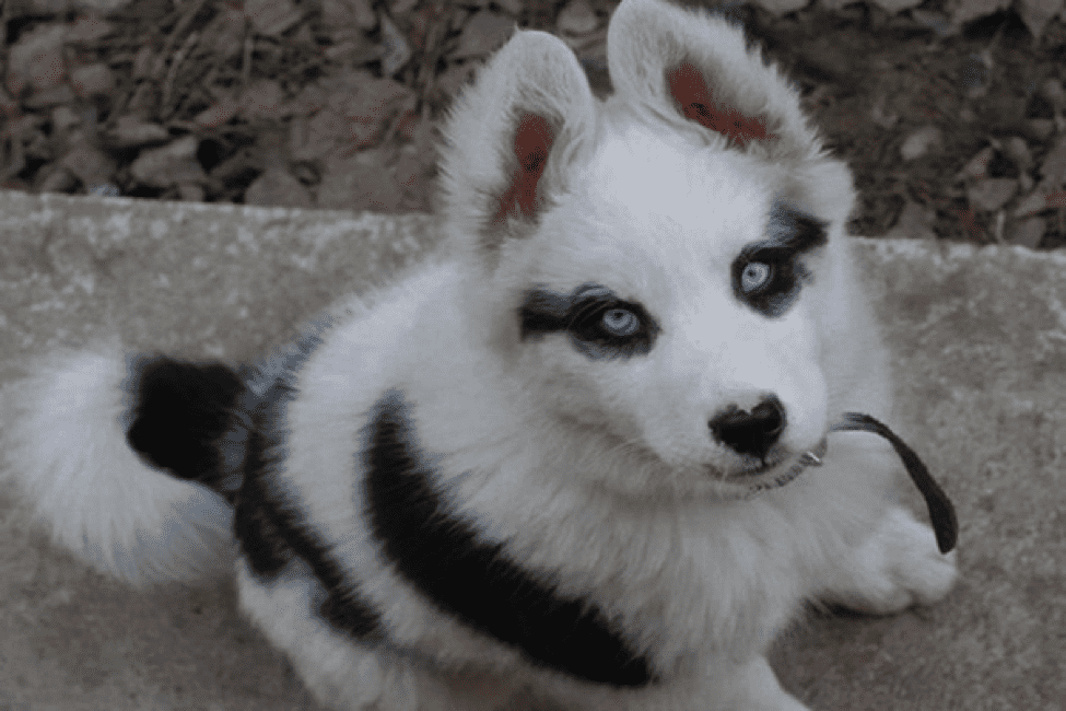 TrendMantra article_454_1 10 Hyper Cute Dogs With Unique Colored Fur. Cuteness Overload!! 
