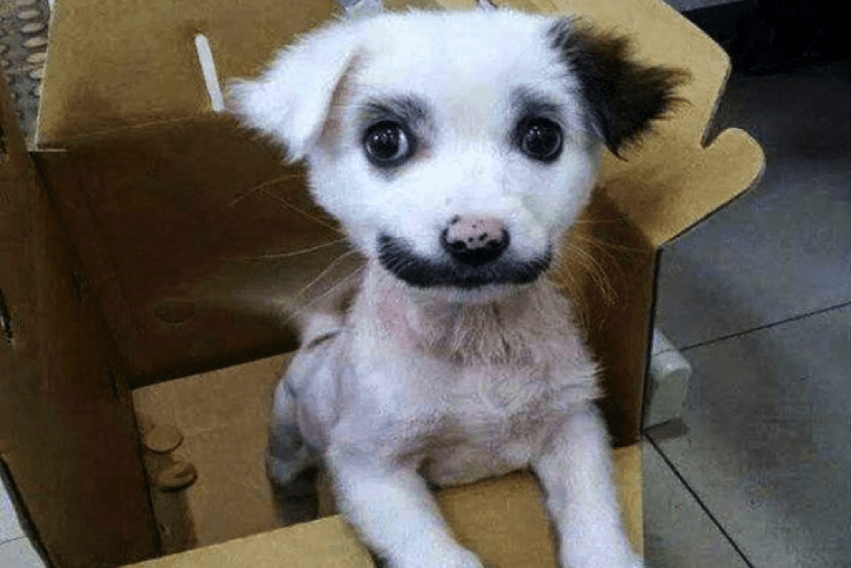 TrendMantra article_454_15 10 Hyper Cute Dogs With Unique Colored Fur. Cuteness Overload!! 