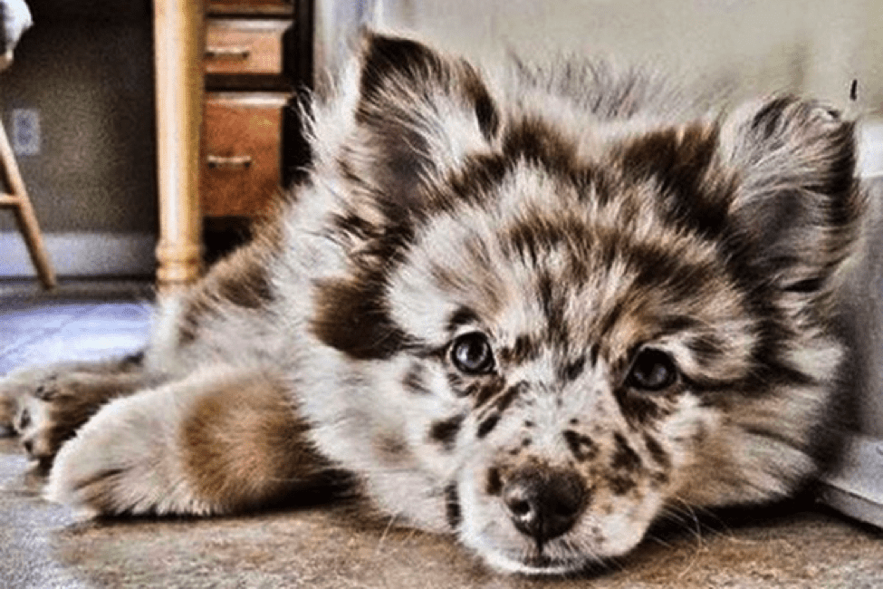 TrendMantra article_454_2 10 Hyper Cute Dogs With Unique Colored Fur. Cuteness Overload!! 