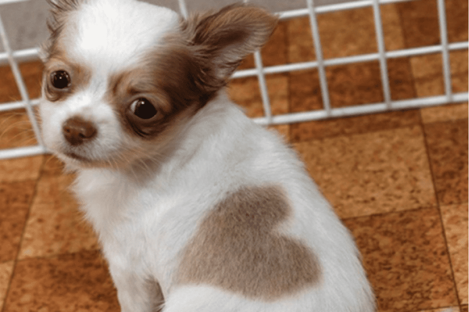 TrendMantra article_454_5 10 Hyper Cute Dogs With Unique Colored Fur. Cuteness Overload!! 