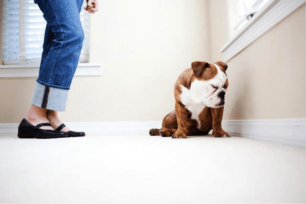 TrendMantra article_475_5 10 Things People Do That Dogs Can't Stand. Must Read For Dog Owners!! 