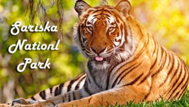 TrendMantra s3_5-388x220 A Weekend Trip To Sariska National Park - A Must Have Experience In Your Bucket List 