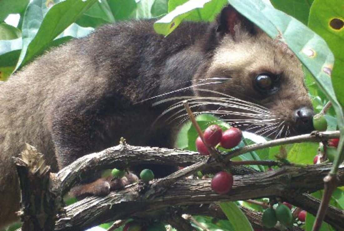 TrendMantra kopi-luwak_6 7 Weird But Interesting Facts About Coffee We Are Sure You Didn't Know About 